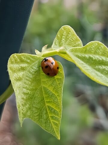 ladybug crawling on a leaf