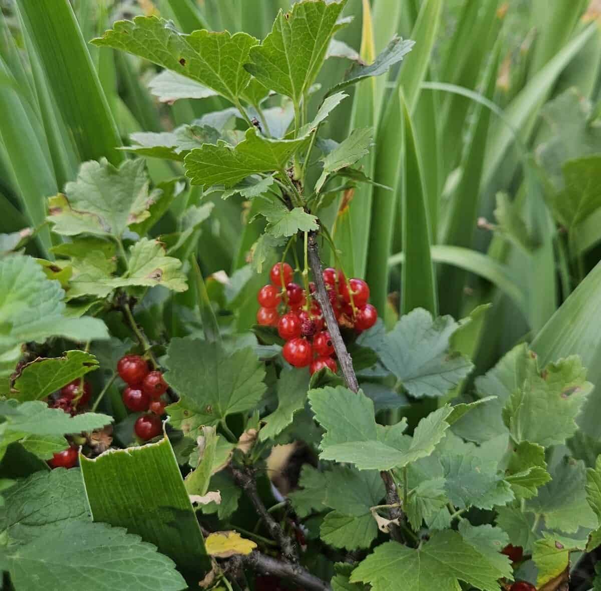 currant bush with ripe fruit on it