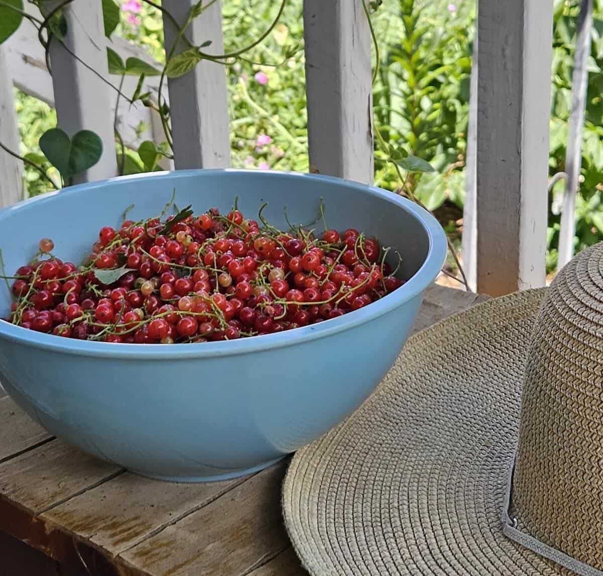 bowl full of ripe currants