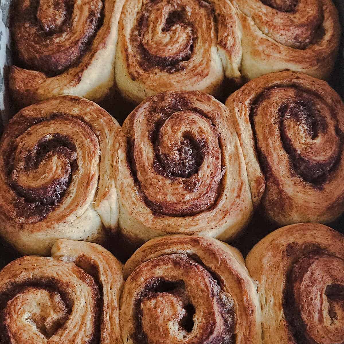 several cinnamon rolls finished baking, waiting to be iced.
