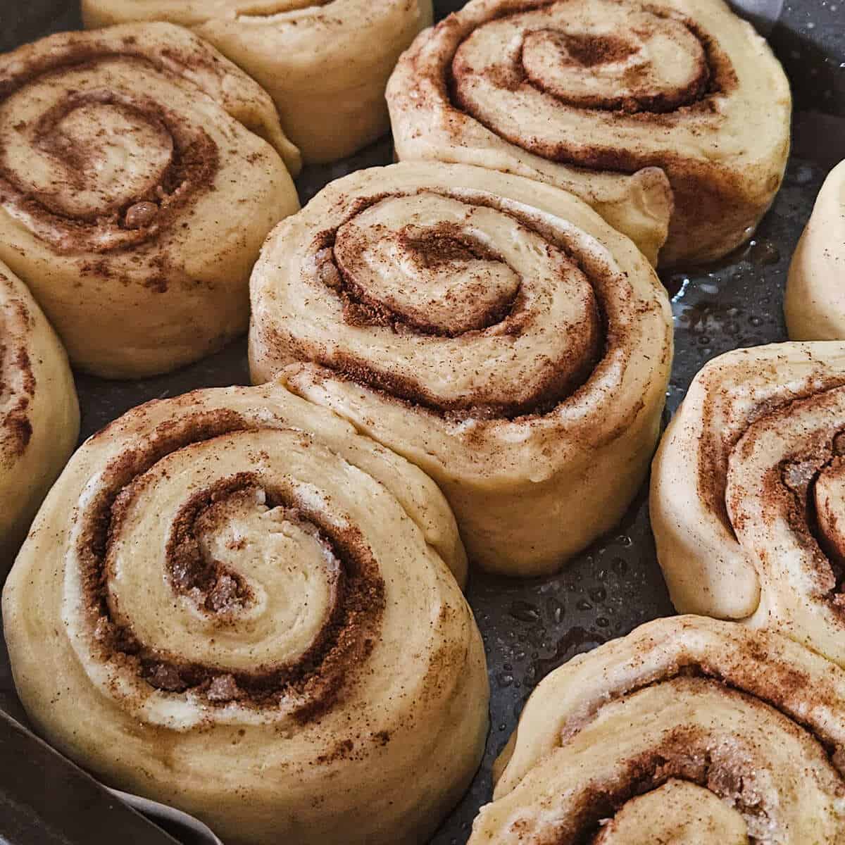 cinnamon rolls uncooked in paper lined, greased baking pan, ready to put in oven.