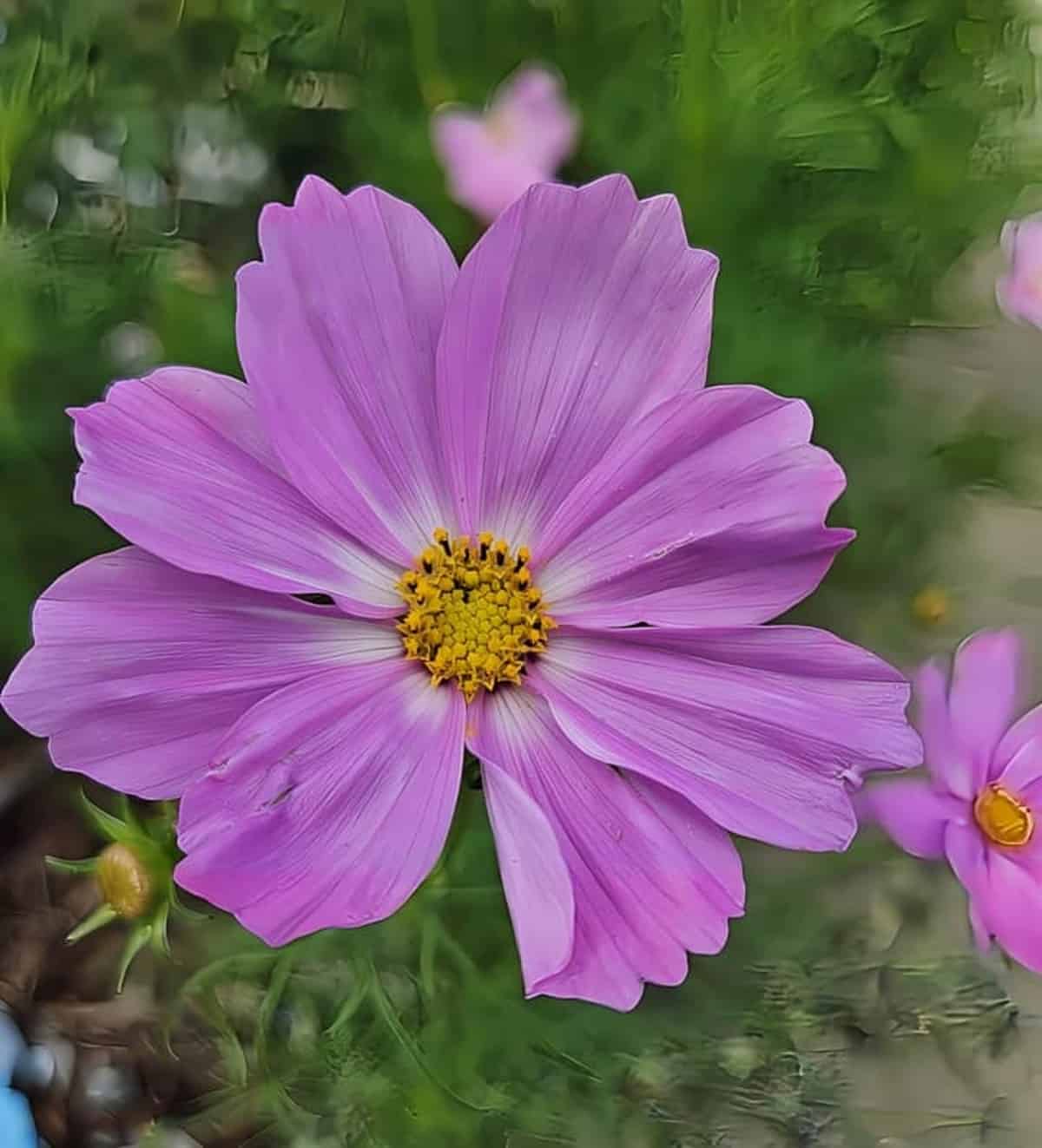 pink flower with yellow center