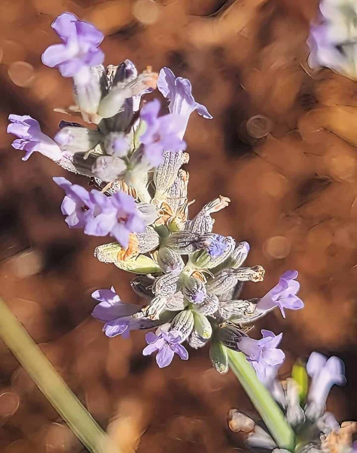 flowering lavender.