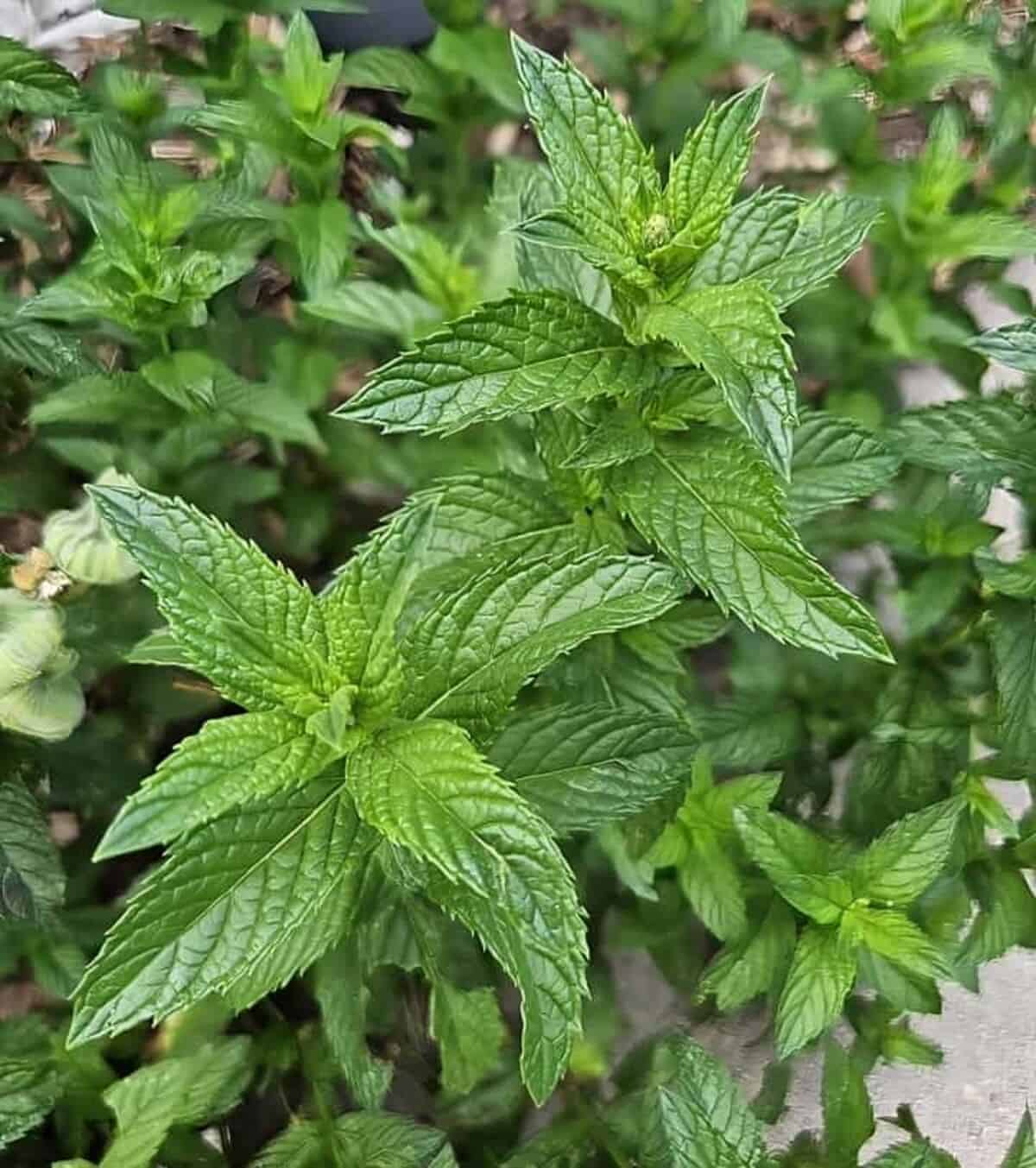 fresh mint plant