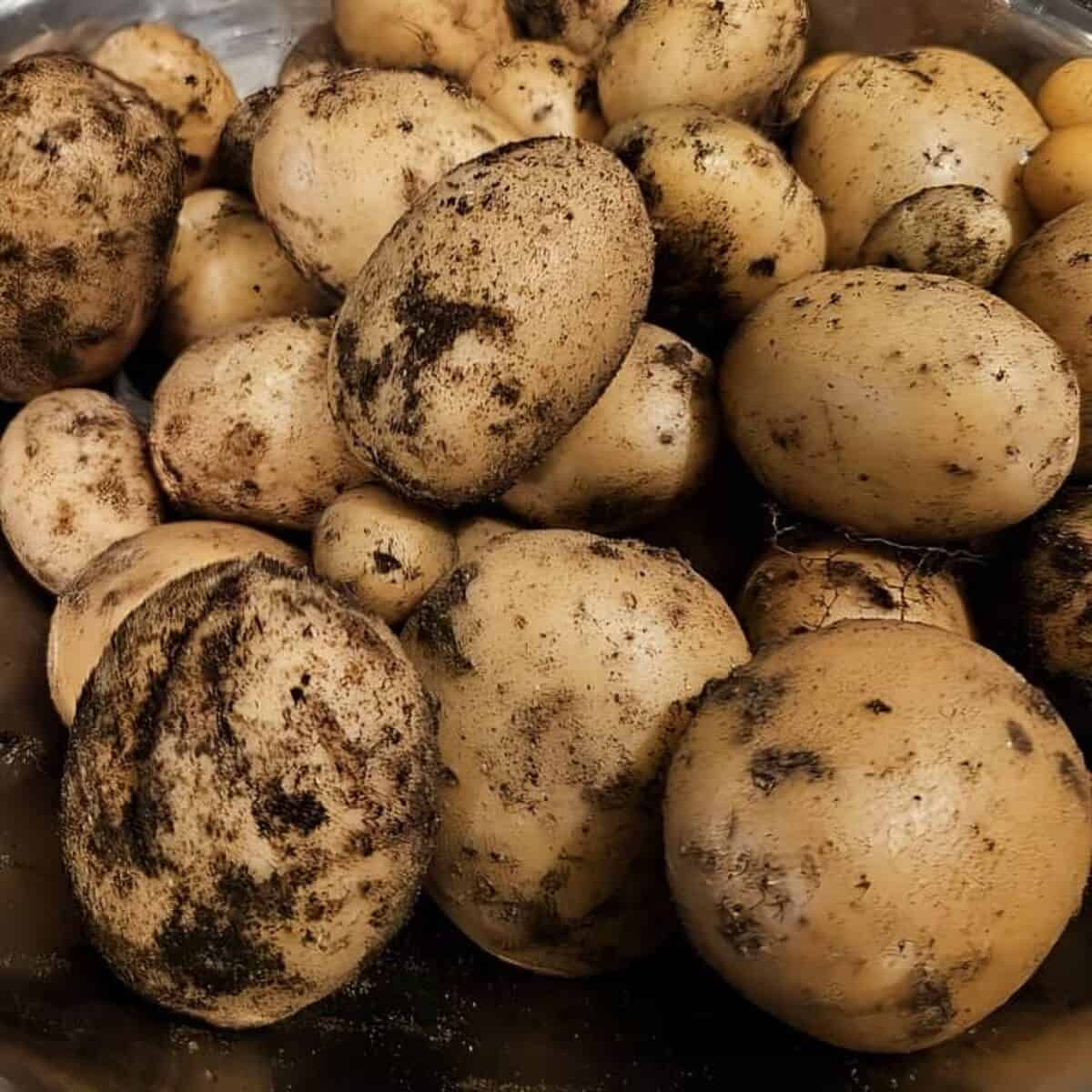 dirty Yukon gold potatoes