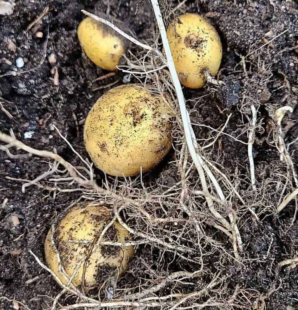 potatoes in dirt, with roots showing.