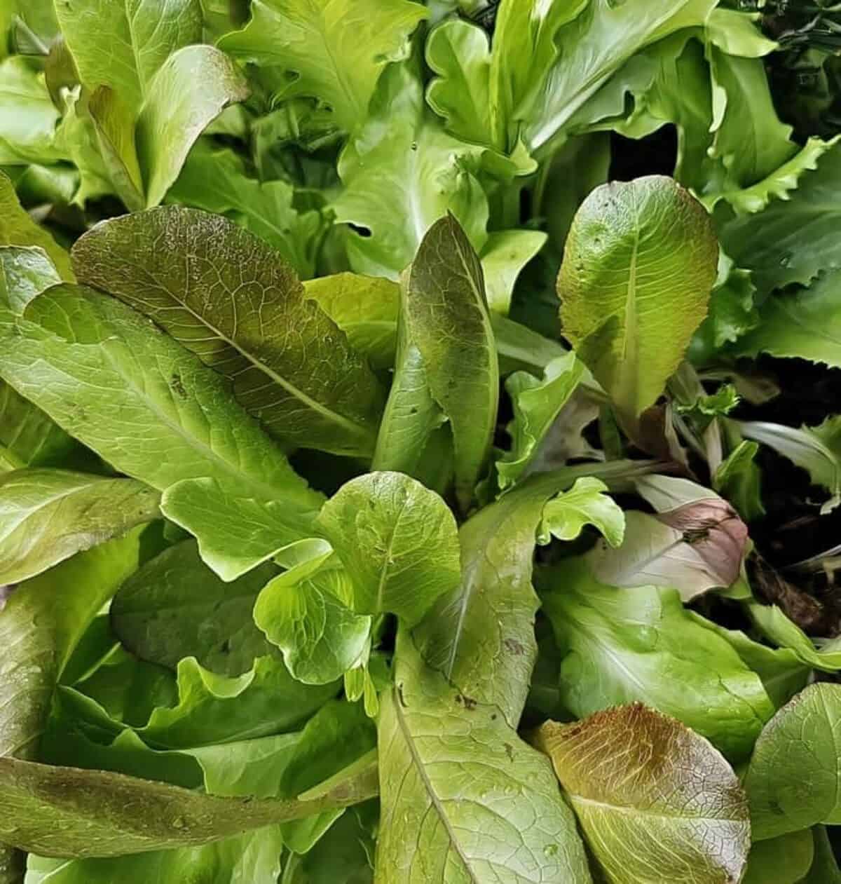 lettuce leaves growing in garden