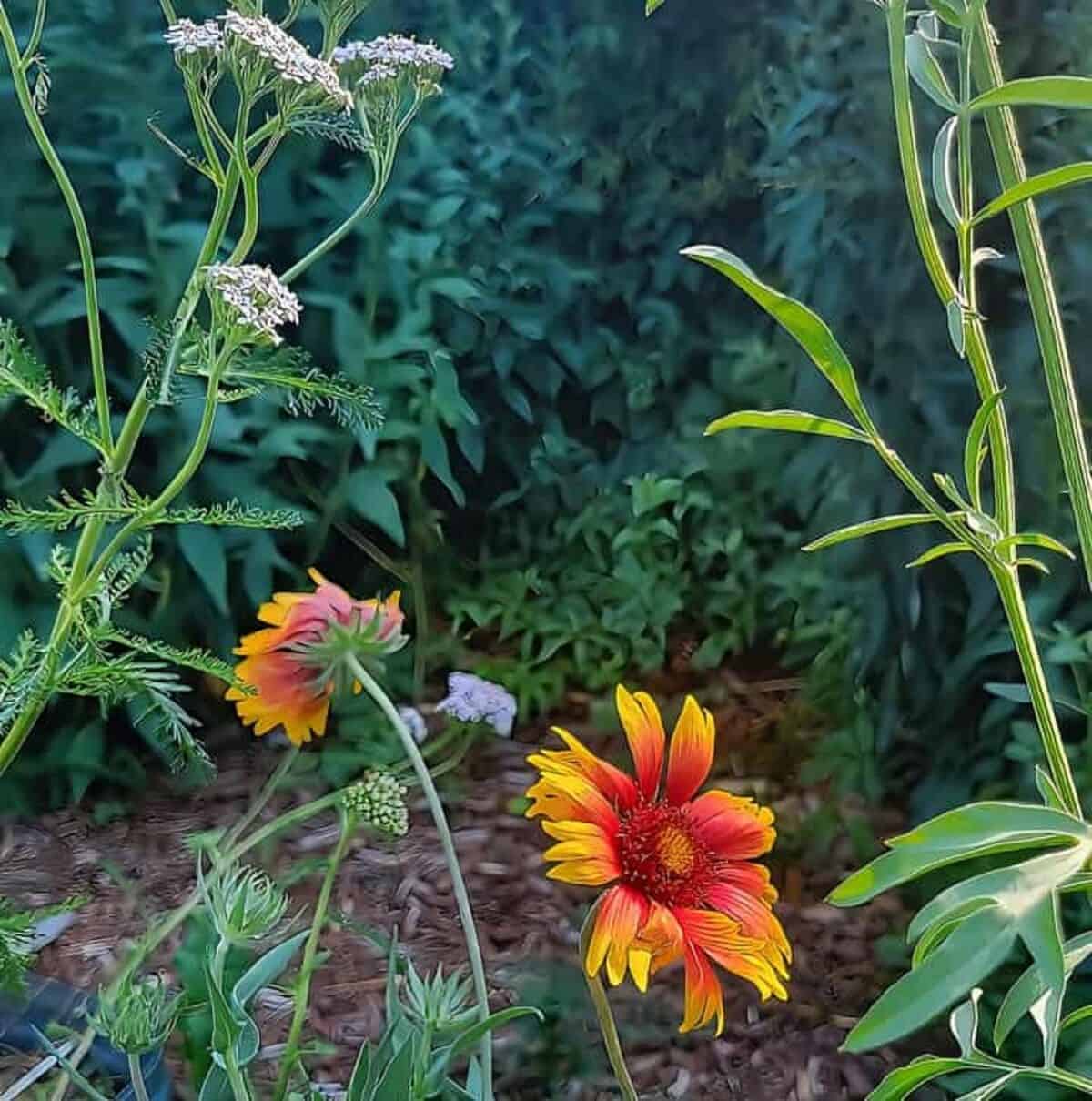wildflowers growing in garden