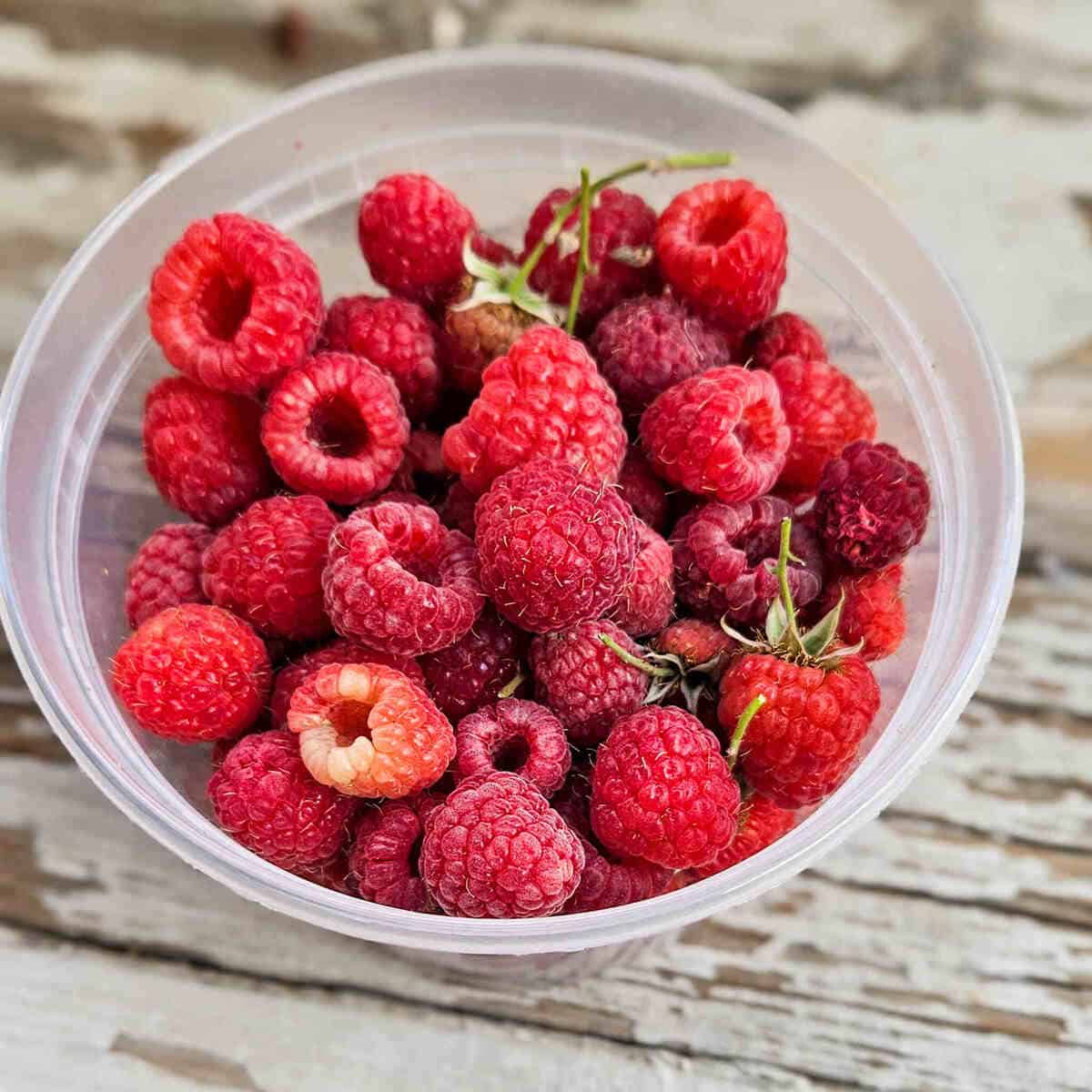 Raspberries fresh picked in a container