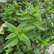 Fresh mint growing in the garden.