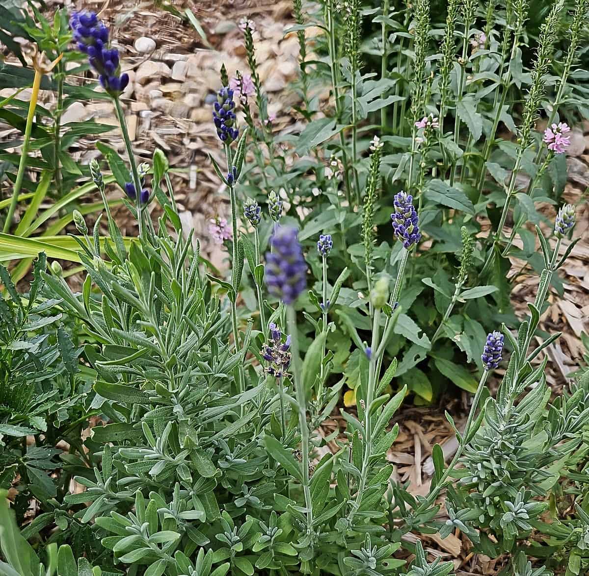 Fresh lavender growing the garden.