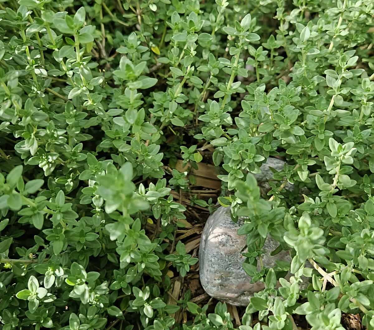 Fresh thyme growing in the garden.